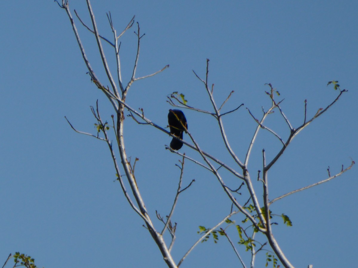 Melodious Blackbird - ML152815281