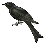 Fork-tailed Drongo-Cuckoo Illustration