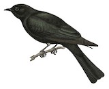 Philippine Drongo-Cuckoo Illustration