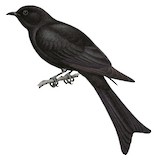 Moluccan Drongo-Cuckoo Illustration