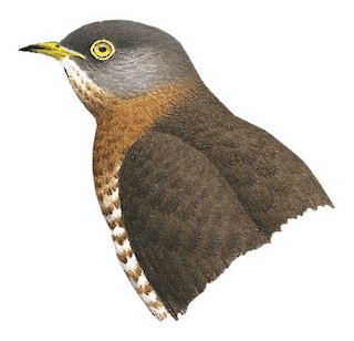 Hierococcyx varius ciceliae