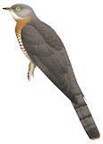 Common Hawk-Cuckoo Illustration