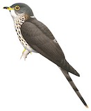 Malaysian Hawk-Cuckoo Illustration