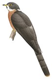 Northern Hawk-Cuckoo Illustration