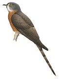 Philippine Hawk-Cuckoo Illustration