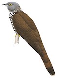 Sulawesi Cuckoo Illustration