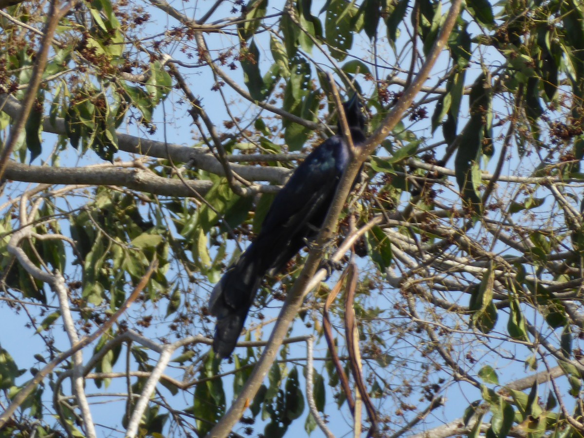 Great-tailed Grackle - ML152815621
