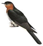 Black Cuckoo Illustration