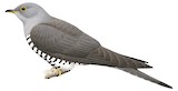 Indian Cuckoo Illustration