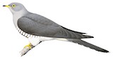 African Cuckoo Illustration