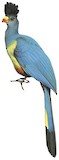 Great Blue Turaco Illustration