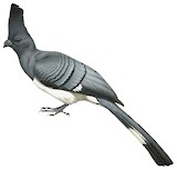 White-bellied Go-away-bird Illustration