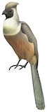 Bare-faced Go-away-bird Illustration