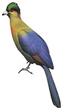 Rwenzori Turaco Illustration