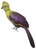 Black-billed Turaco Illustration