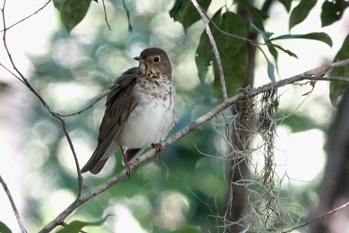 Swainson's Thrush - Kathryn Young