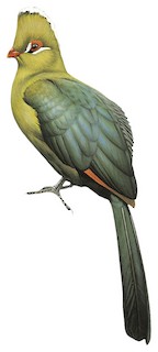 Knysna Turaco