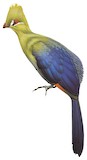 Guinea Turaco Illustration