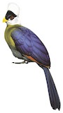 White-crested Turaco Illustration