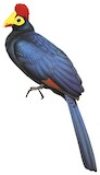 Ross's Turaco Illustration