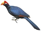 Violet Turaco Illustration