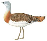 Great Bustard Illustration