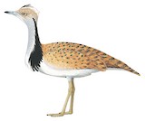 Macqueen's Bustard Illustration