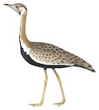 Black-bellied Bustard Illustration