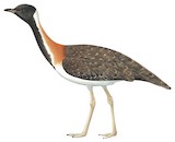 Ludwig's Bustard Illustration