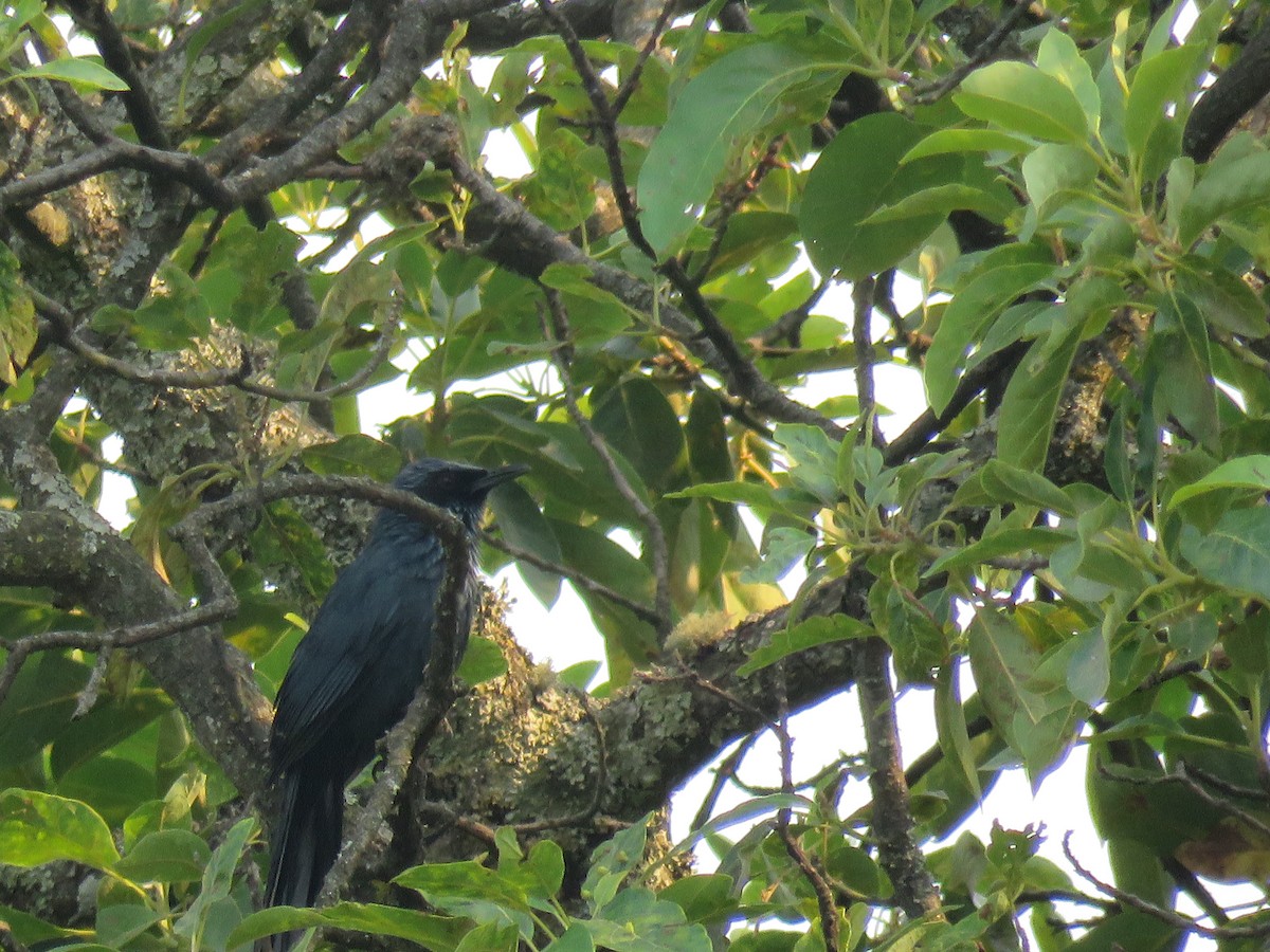 Blue Mockingbird - Aura Orozco (Mexihca-Aves Birding) 🦩