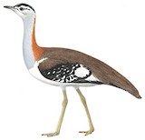 Denham's Bustard Illustration