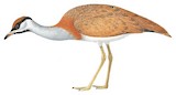 Nubian Bustard Illustration