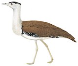 Australian Bustard Illustration