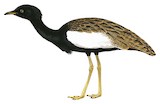 Bengal Florican Illustration