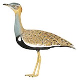 Red-crested Korhaan Illustration