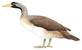 Masked Finfoot Illustration