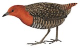 Buff-spotted Flufftail Illustration