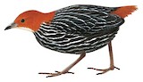 Striped Flufftail Illustration