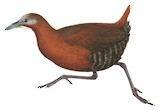 Madagascar Forest Rail Illustration