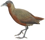 Tsingy Forest Rail Illustration