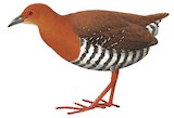 Red-legged Crake Illustration