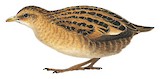 Yellow Rail Illustration