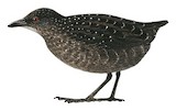 Speckled Rail Illustration