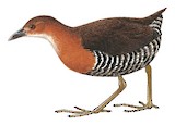 White-throated Crake Illustration