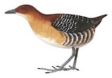 Rufous-faced Crake Illustration