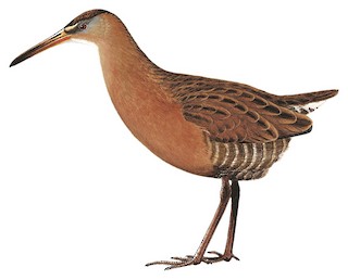 Aztec Rail