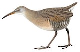 Clapper Rail Illustration