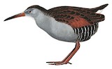 Bogota Rail Illustration