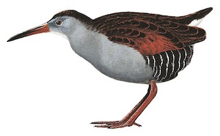 Bogota Rail