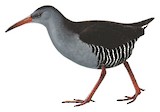 African Rail Illustration